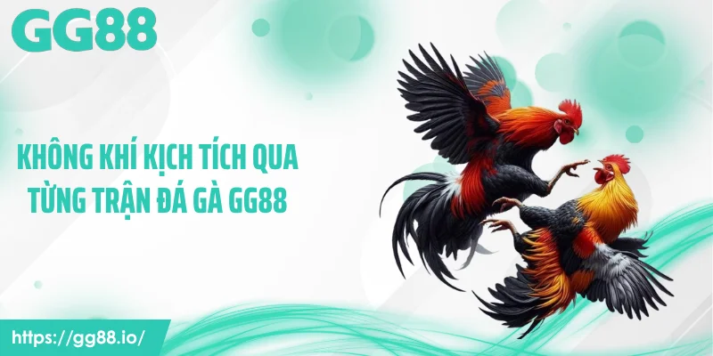 Không khí kịch tích qua từng trận đá gà GG88